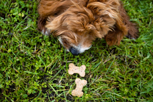 100g BrewBix Peanut Butter Dog biscuits