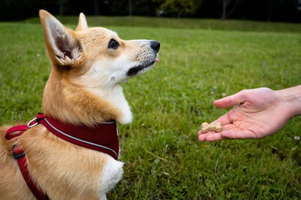 100g BrewBix Peanut Butter Dog biscuits