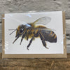 bee Card, British bees, bees, blank card, wildlife card, natalietoms, wildlife artist, Cornish,cornwall,tawny mining bee, buff-tailed bumble bee, Cornish black bee, bees, bee cards, bee gifts, bee art, British wildlife artist.
