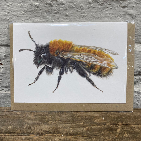 bee Card, British bees, bees, blank card, wildlife card, natalietoms, wildlife artist, Cornish,cornwall,tawny mining bee, buff-tailed bumble bee, Cornish black bee, bees, bee cards, bee gifts, bee art, British wildlife artist.